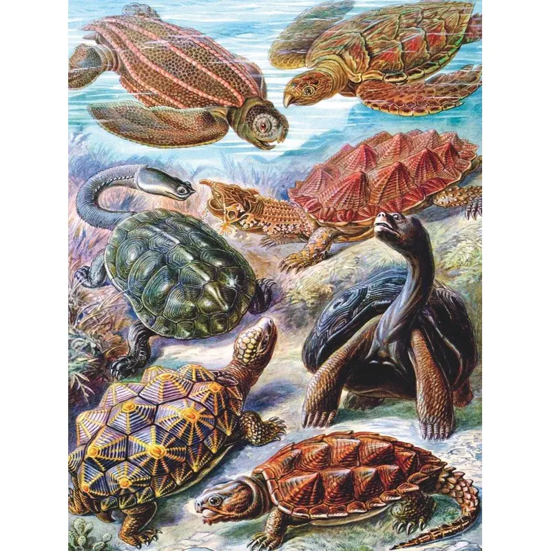 Turtles (New York Puzzle Company 1000pc)