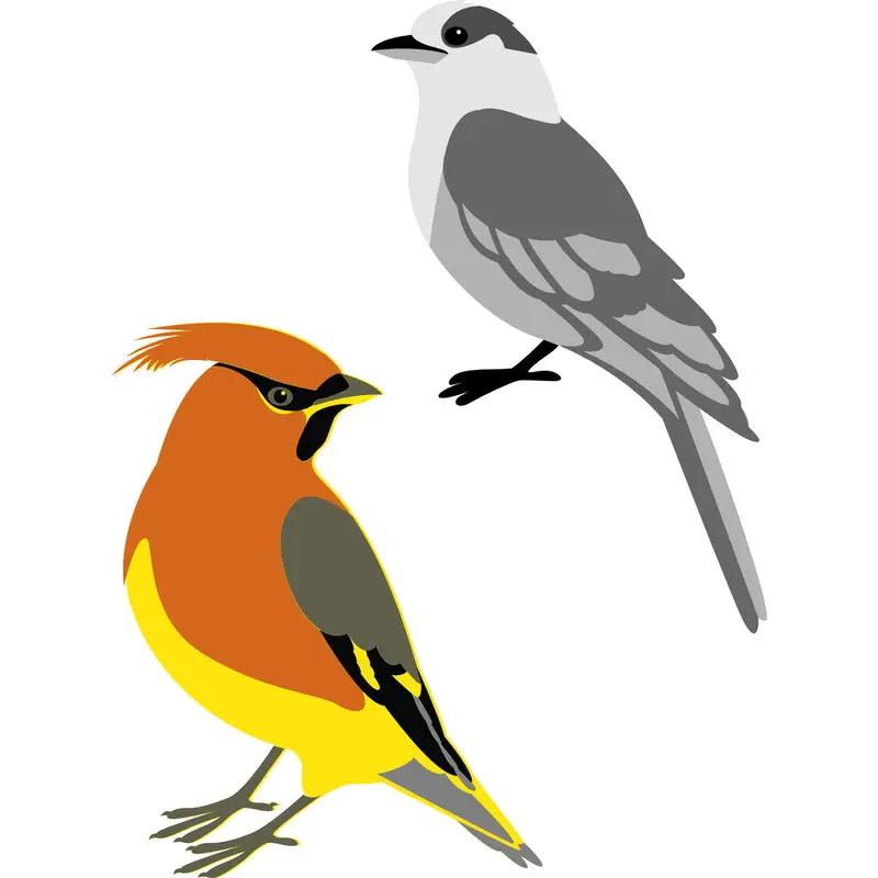Die, Layering Canada Jay & Cedar Waxwing