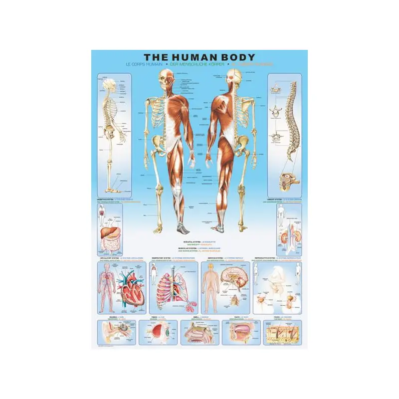 The Human Body (Eurographics 1000pc)