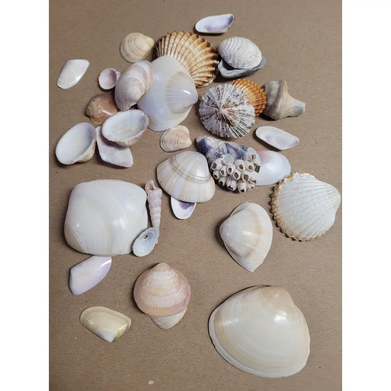 Sea Shells