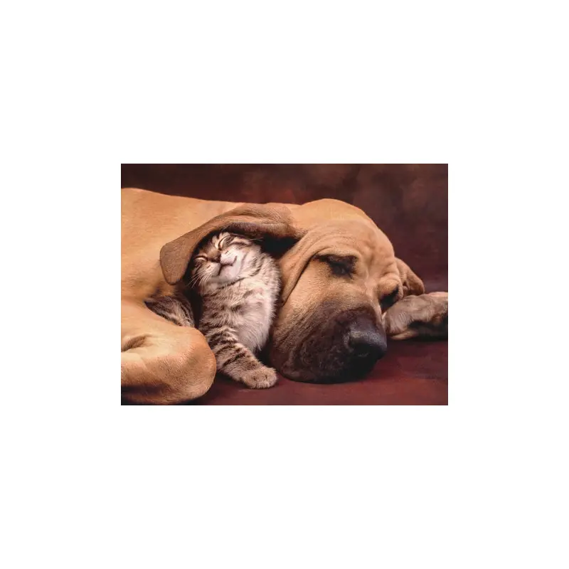 Cuddles - 500 pcs - High Quality Collection