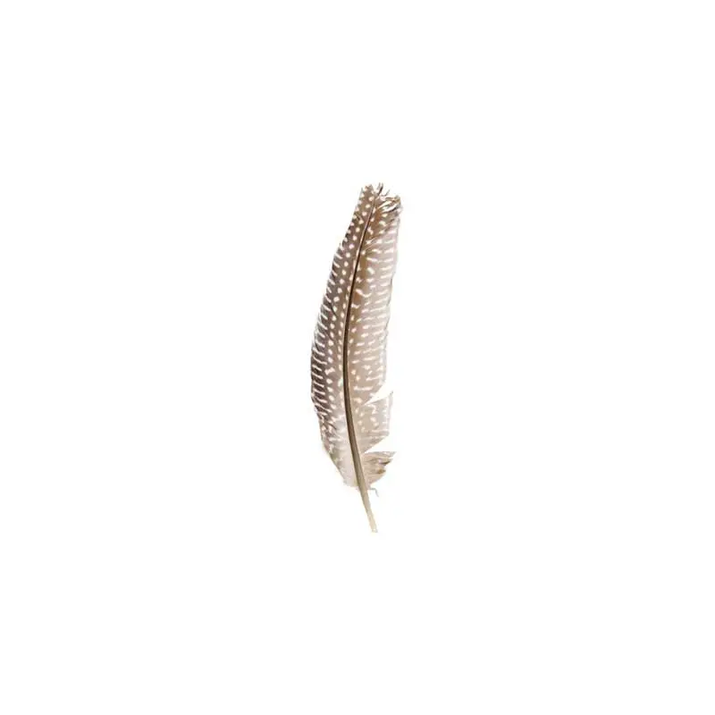 Guinea Fowl Quill 6-9in White